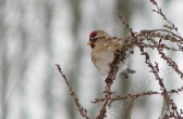 carduelis_flammea_flammea_a.jpg